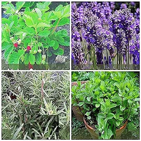 Herb_Seeds_Kit_Premium_Best_Selling