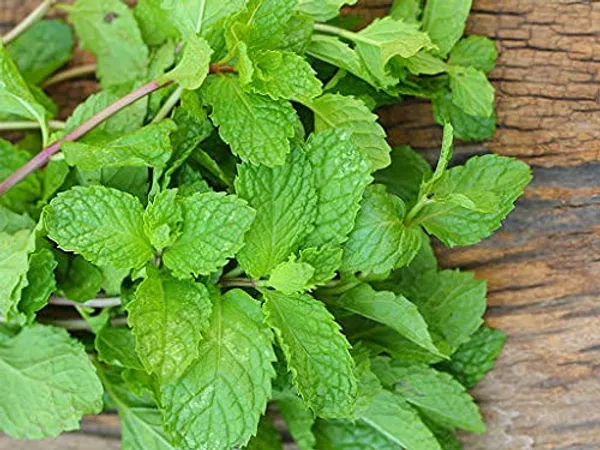 Herb_Seeds_Kit_Premium_Best_Selling