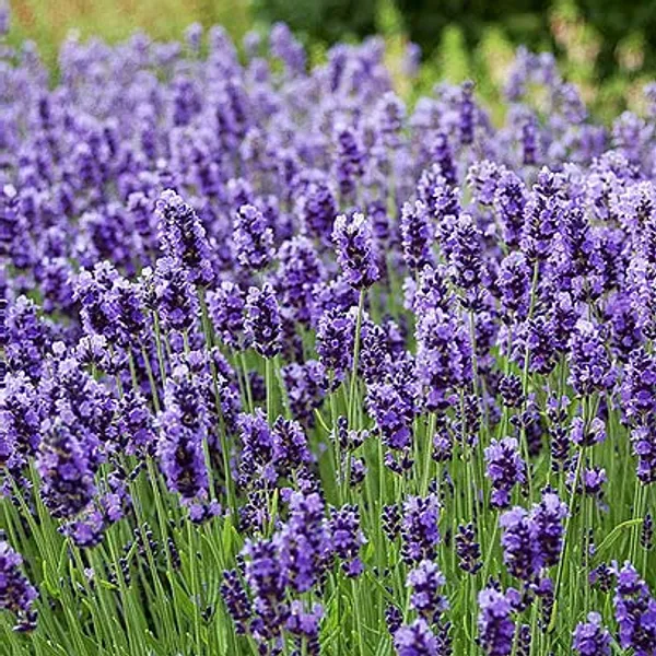 Herb_Seeds_Kit_Premium_Best_Selling