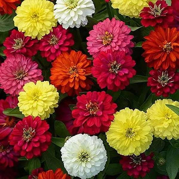 Kitchen_Garden_Seed_Kit_Pack_Of_10_pkts(,Zinnia_Dahlia_Flowered_Mix,_Sunflower_Teddybear,_Gaillardia_Aristata_Mix,_Amaranthus_Love_lies_Bleeding,_Portulaca_Grandiflora_Dbl_Mix,_Chilli,_Beans,_Brinjal_Black_Beauty,Tomato_Round,_Bitter_Gourd)
