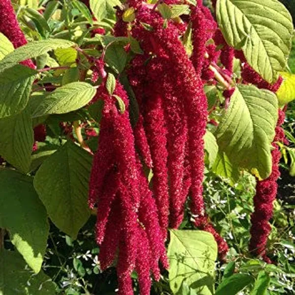 Kitchen_Garden_Seed_Kit_Pack_Of_10_pkts(,Zinnia_Dahlia_Flowered_Mix,_Sunflower_Teddybear,_Gaillardia_Aristata_Mix,_Amaranthus_Love_lies_Bleeding,_Portulaca_Grandiflora_Dbl_Mix,_Chilli,_Beans,_Brinjal_Black_Beauty,Tomato_Round,_Bitter_Gourd)
