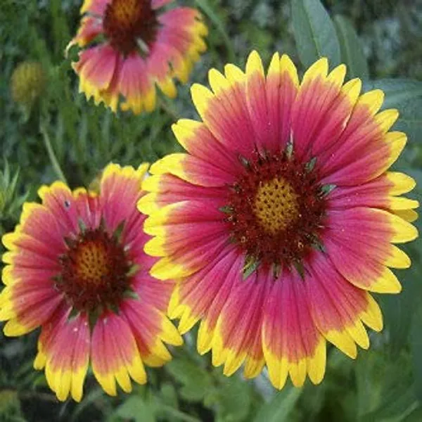 Kitchen_Garden_Seed_Kit_Pack_Of_10_pkts(,Zinnia_Dahlia_Flowered_Mix,_Sunflower_Teddybear,_Gaillardia_Aristata_Mix,_Amaranthus_Love_lies_Bleeding,_Portulaca_Grandiflora_Dbl_Mix,_Chilli,_Beans,_Brinjal_Black_Beauty,Tomato_Round,_Bitter_Gourd)