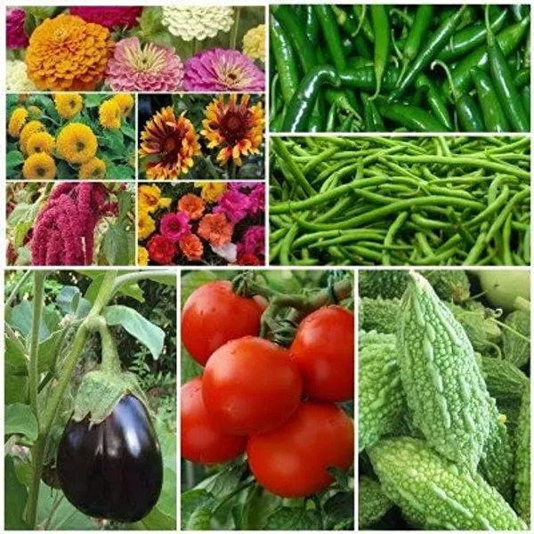 Kitchen_Garden_Seed_Kit_Pack_Of_10_pkts(,Zinnia_Dahlia_Flowered_Mix,_Sunflower_Teddybear,_Gaillardia_Aristata_Mix,_Amaranthus_Love_lies_Bleeding,_Portulaca_Grandiflora_Dbl_Mix,_Chilli,_Beans,_Brinjal_Black_Beauty,Tomato_Round,_Bitter_Gourd)