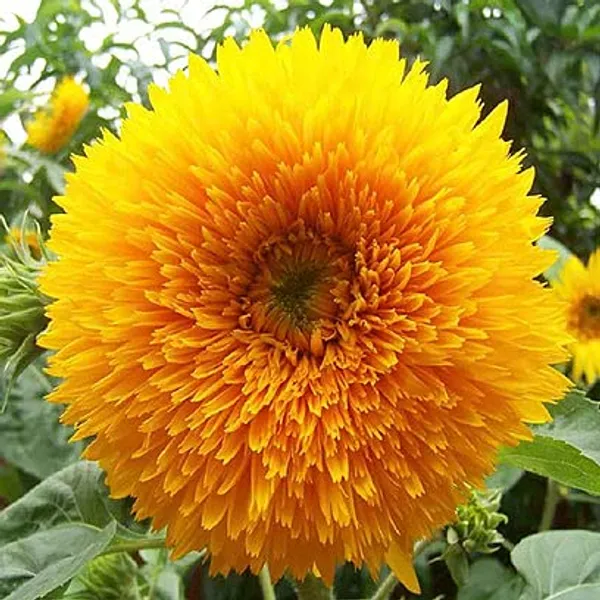 Kitchen_Garden_Seed_Kit_Pack_Of_10_pkts(,Zinnia_Dahlia_Flowered_Mix,_Sunflower_Teddybear,_Gaillardia_Aristata_Mix,_Amaranthus_Love_lies_Bleeding,_Portulaca_Grandiflora_Dbl_Mix,_Chilli,_Beans,_Brinjal_Black_Beauty,Tomato_Round,_Bitter_Gourd)