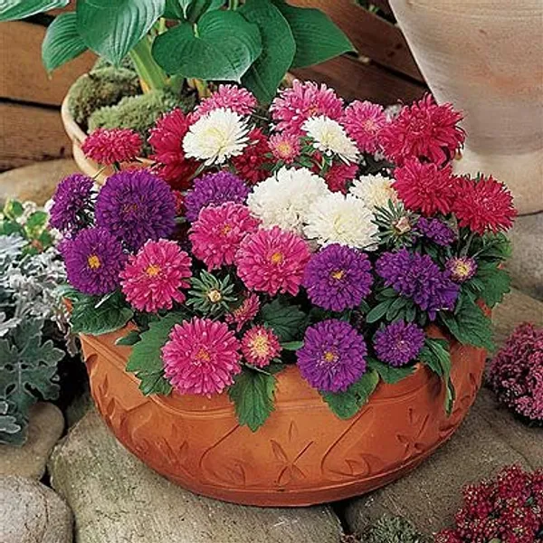 Winter_Flower_Seeds_For_Pots_-_Pack_Of_2