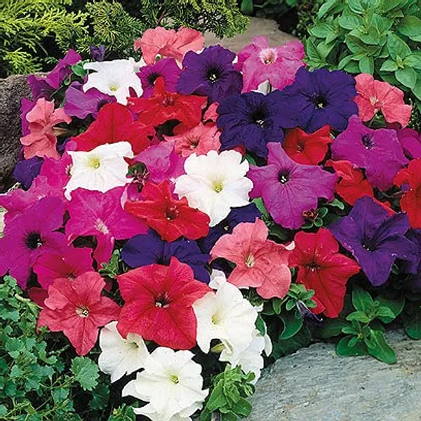 Winter_Flower_Seeds_For_Pots_-_Pack_Of_2