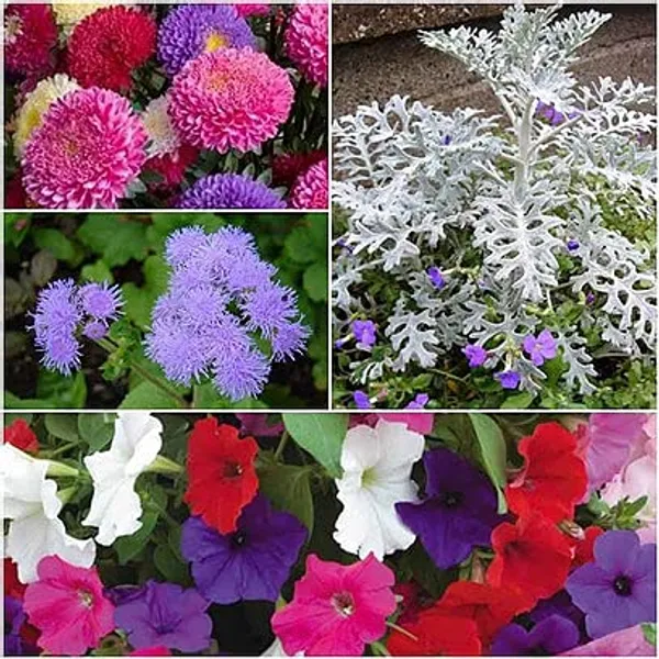Winter_Flower_Seeds_For_Pots_-_Pack_Of_2
