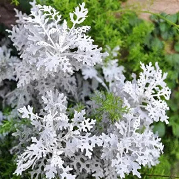 Winter_Flower_Seeds_For_Pots_-_Pack_Of_2
