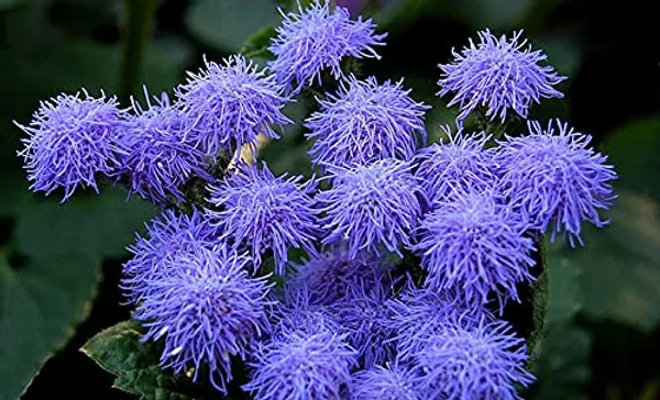 Winter_Flower_Seeds_For_Pots_-_Pack_Of_2