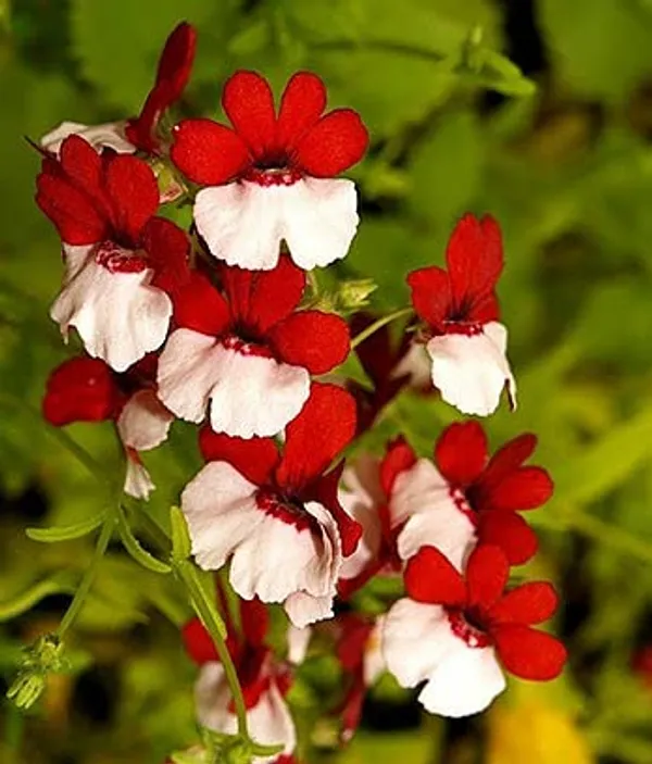 Nemesia_Red_and_White_NM__10_gm_1_pack