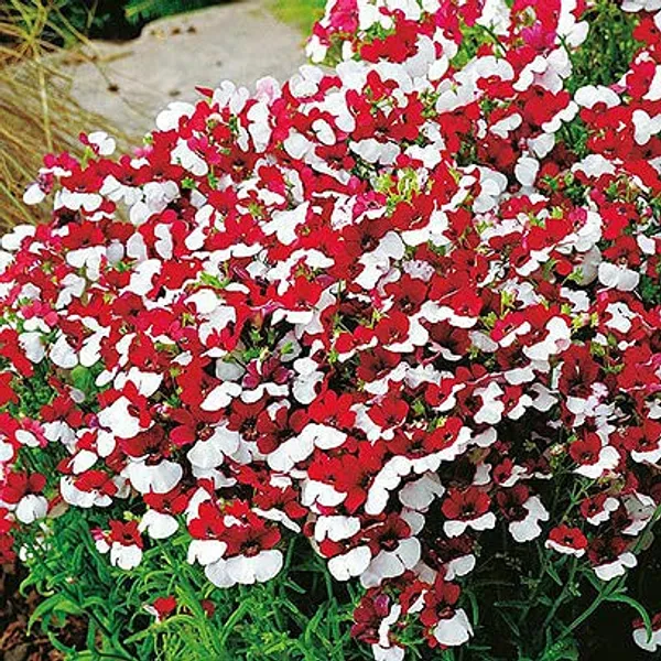 Nemesia_Red_and_White_NM__10_gm_1_pack