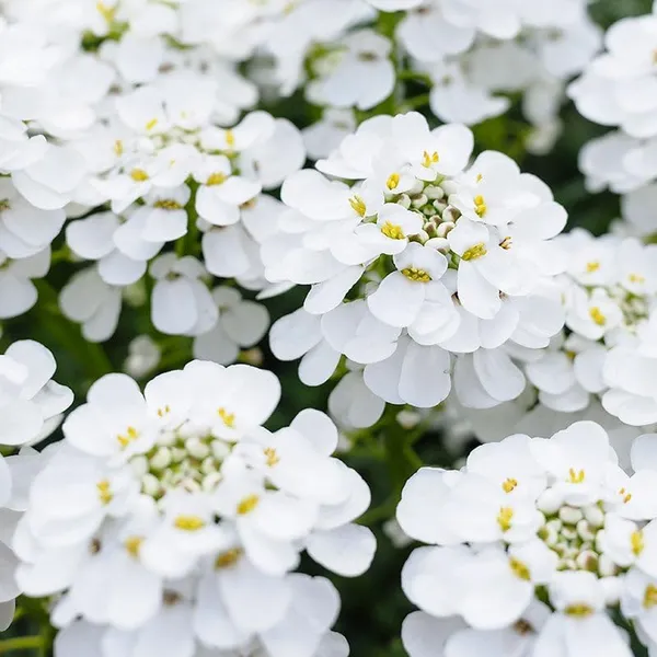 Alyssum_Benthami_White__Flower_Seeds_-_Pack_Of_4