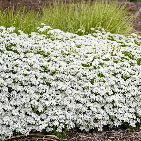 Alyssum_Benthami_White__Flower_Seeds_-_Pack_Of_4