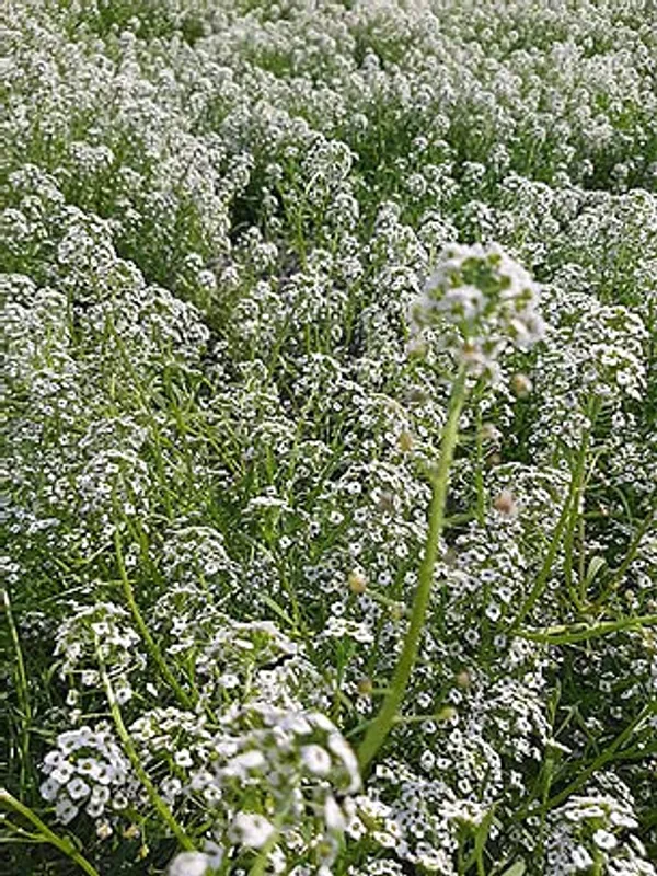 Alyssum_Benthami_White__Flower_Seeds_-_Pack_Of_4