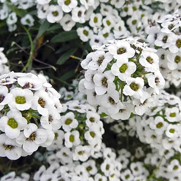 Alyssum_Benthami_White__Flower_Seeds_-_Pack_Of_4