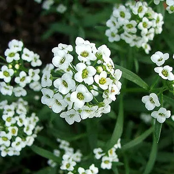 Alyssum_Benthami_White__Flower_Seeds_-_Pack_Of_4
