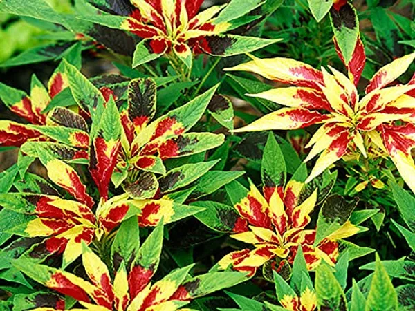 Amaranthus_Tricolor_Seeds_-_Pack_Of_2
