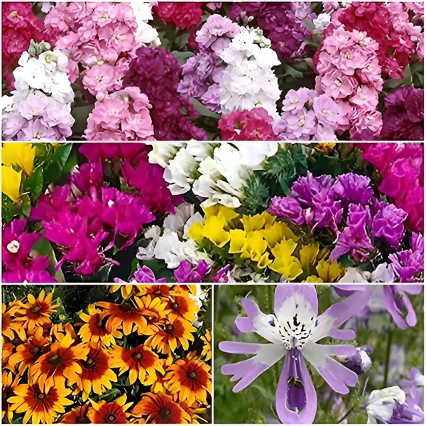 Flower_Seeds_Kit_-_Pack_Of_2