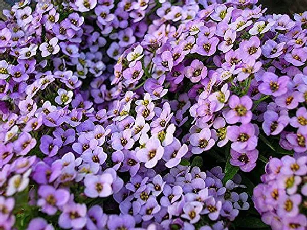 Alyssum_Royal_Carpet_Blue_NM_5000_seeds_1_pack