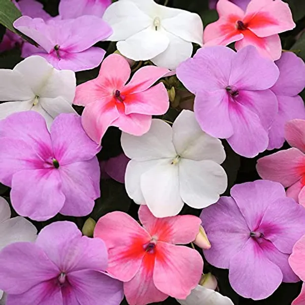 Pack_Of_3_Impatiens_Baby_Mix