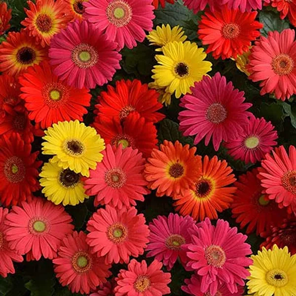 Gerbera_Seeds_-_Pack_Of_2