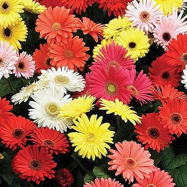 Gerbera_Seeds_-_Pack_Of_2