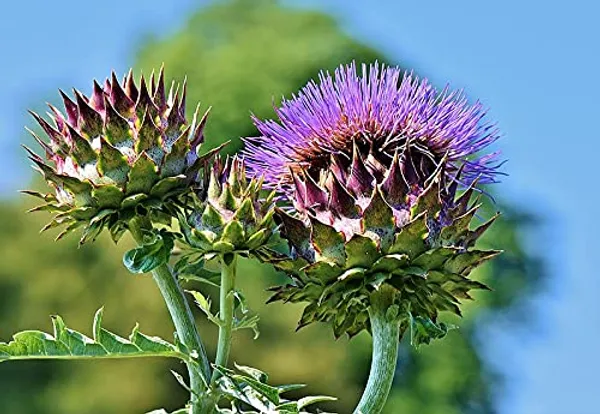 Artichoke_Green_Globe_Herb_Seeds_1000_seeds_1_pack