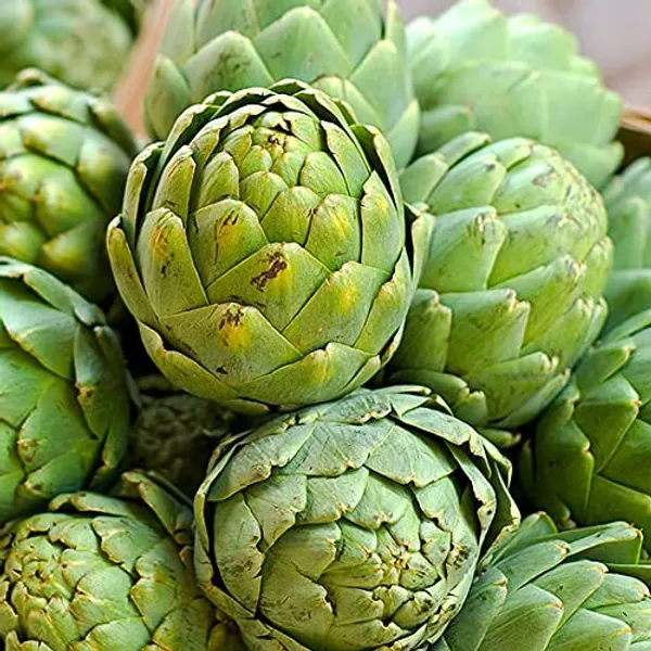 Artichoke_Green_Globe_Herb_Seeds_1000_seeds_1_pack