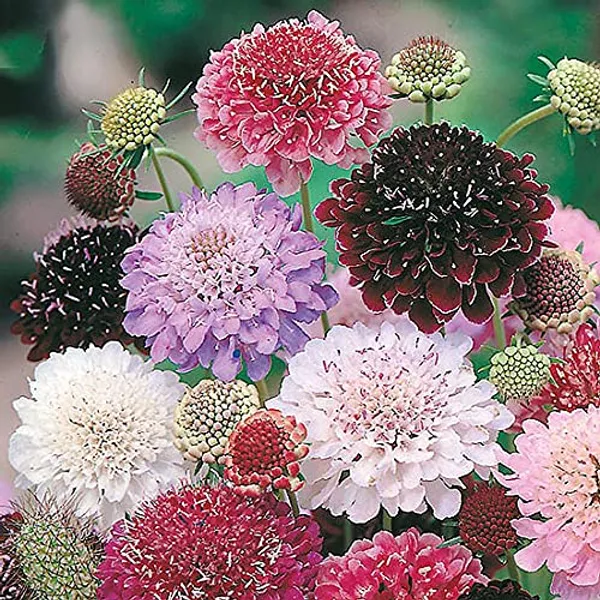 Scabiosa_Tall_Double_Mix_NM__2000_Seeds_1_pack