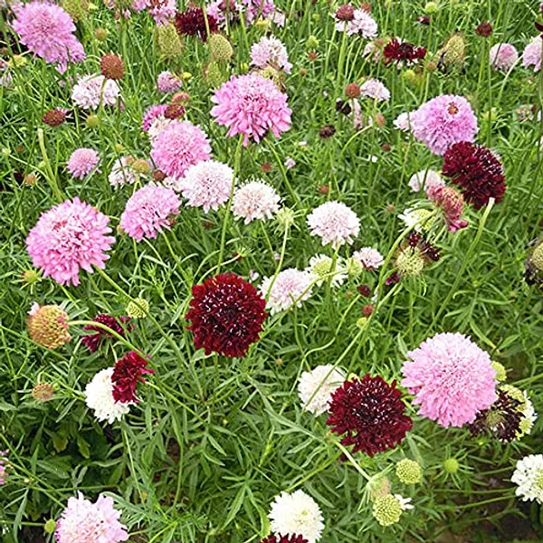 Scabiosa_Tall_Double_Mix_NM__2000_Seeds_1_pack