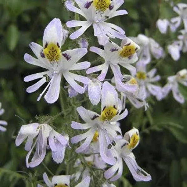NM_-_Schizanthus_Angel_Wings_Mix_2000_Seeds