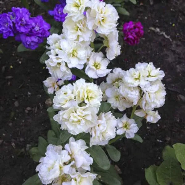 Matthiola_Flower_Seeds