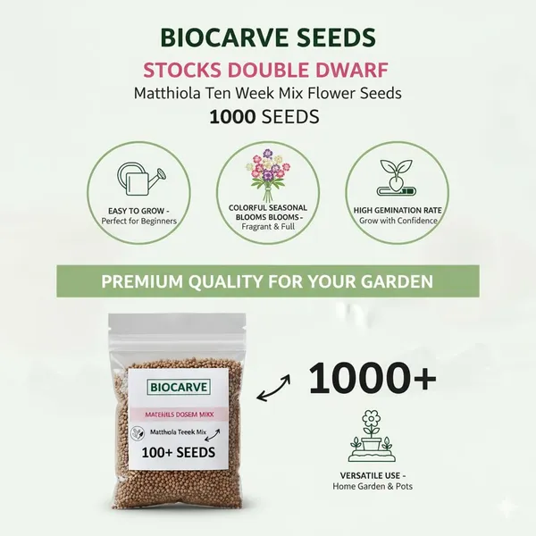 Matthiola_Flower_Seeds