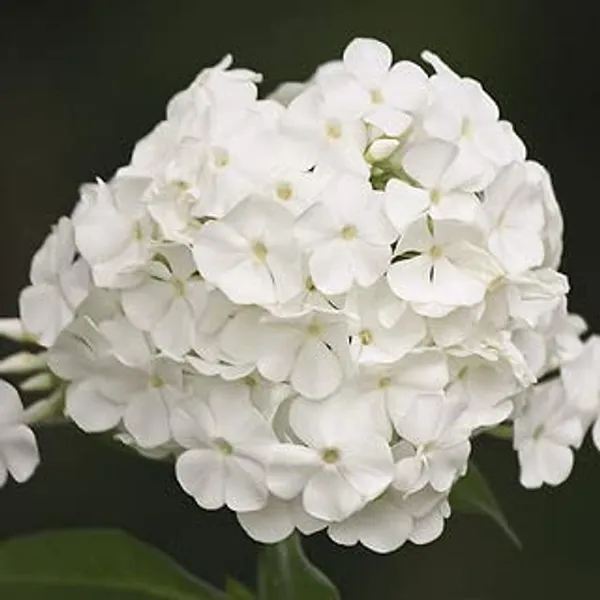 Phlox_Beauty_White_Seeds_-_Pack_Of_4