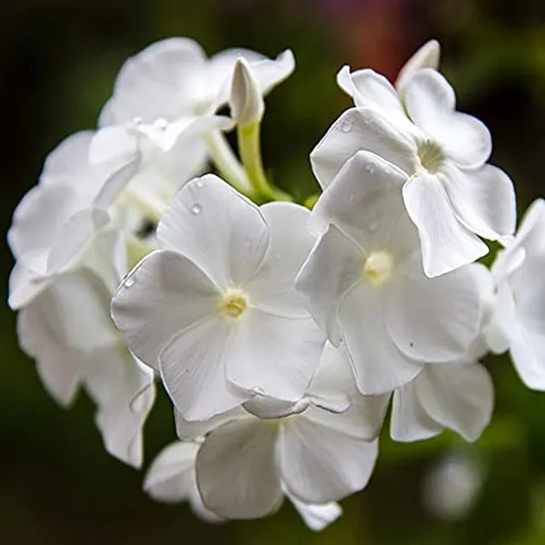 Phlox_Beauty_White_Seeds_-_Pack_Of_4