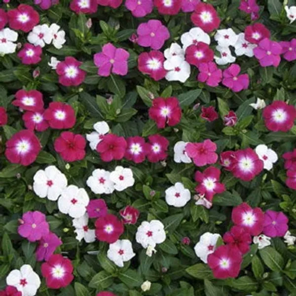 Vinca_Rosea_Dwarf_Mix_Seeds_-_