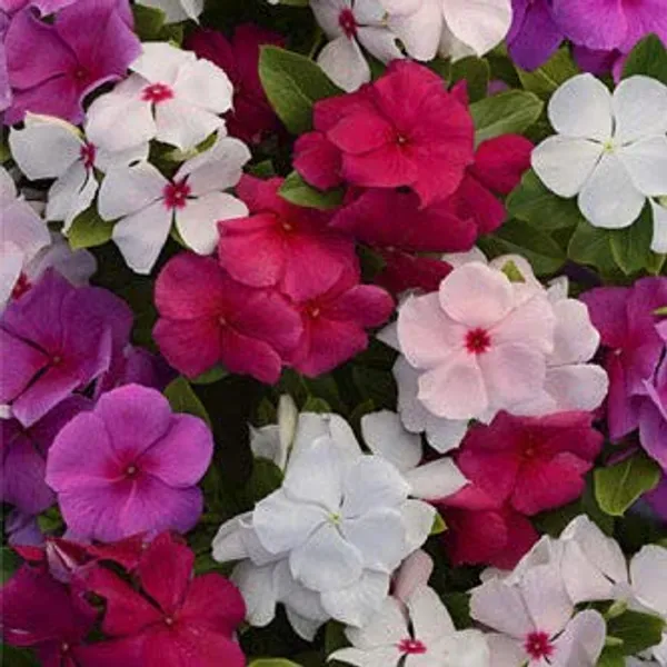 Vinca_Rosea_Dwarf_Mix_Seeds_-_