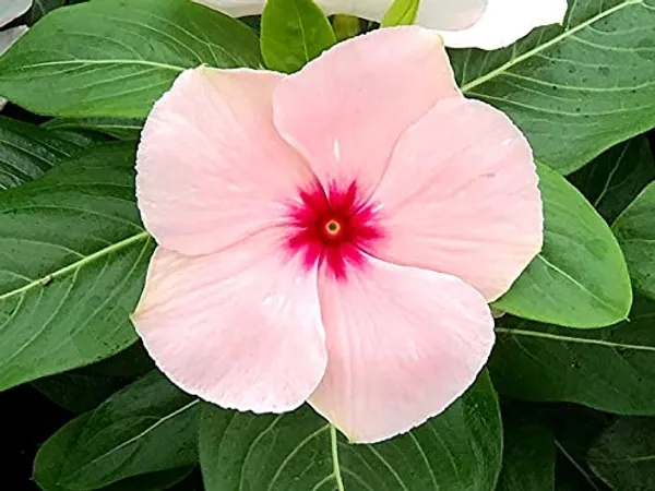 Vinca_Pacifica_XP_Apricot_Flower_Seed