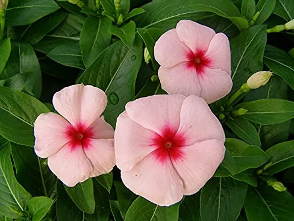 Vinca_Pacifica_XP_Apricot_Flower_Seed