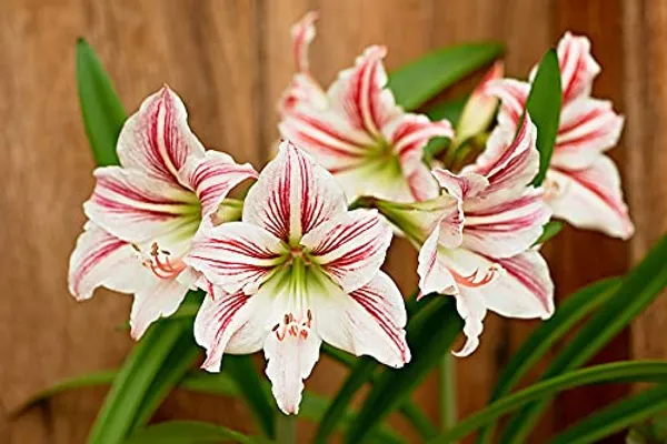 Pack_Of_2_Amaryllis_Lily_Bulbs