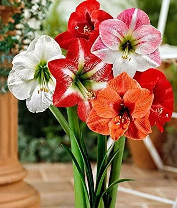Pack_Of_2_Amaryllis_Lily_Bulbs
