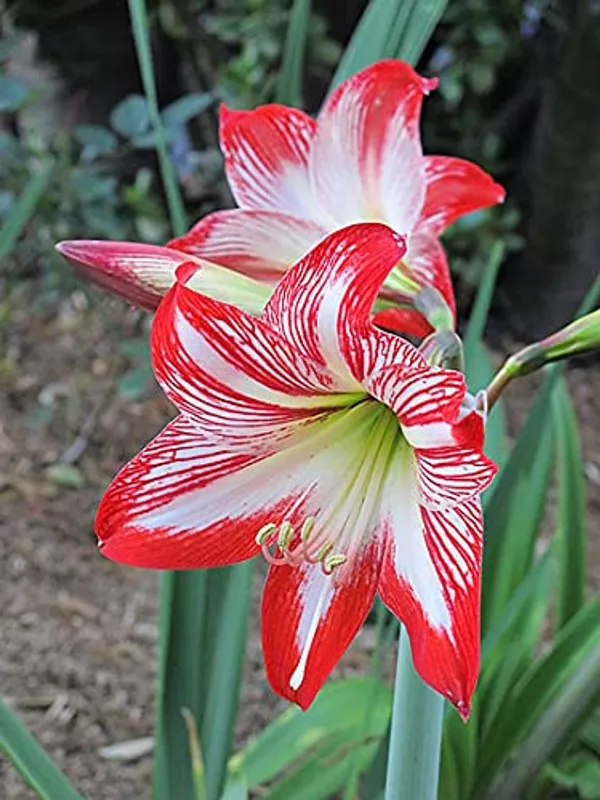 Pack_Of_2_Amaryllis_Lily_Bulbs