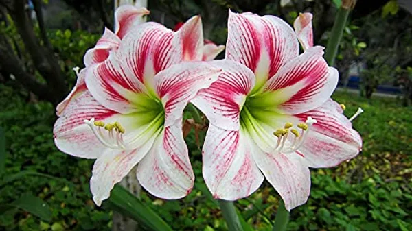 Pack_Of_2_Amaryllis_Lily_Bulbs