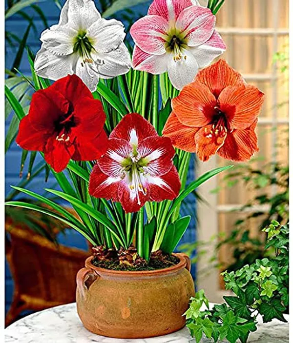 Pack_Of_2_Amaryllis_Lily_Bulbs