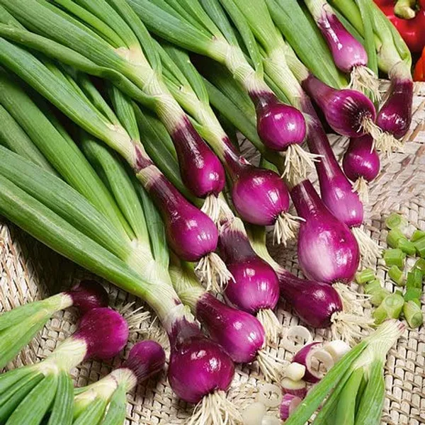 Spring_Onion_Seeds_-_Pack_Of_5