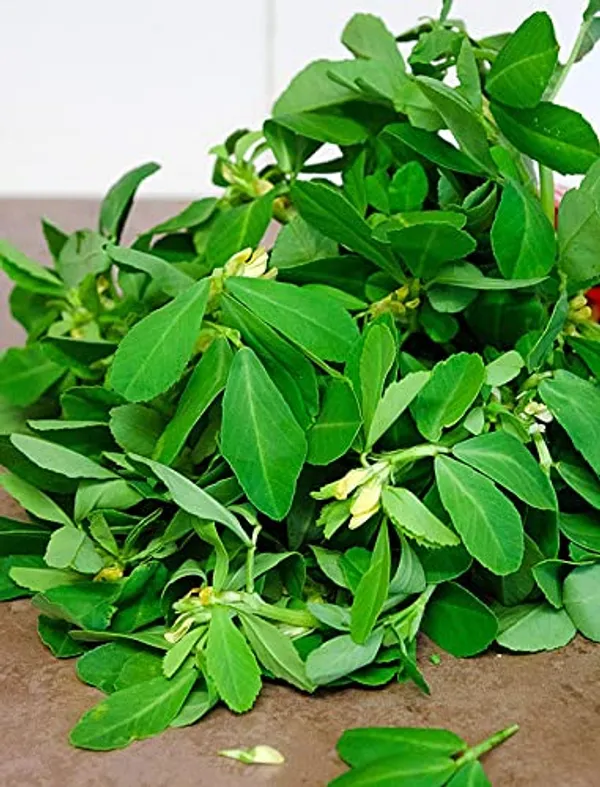 Fenugreek_(Methi)__Pack_Of_5