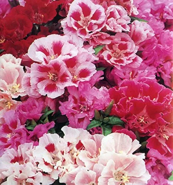 Pack_Of_4_Godetia_Azaleaflora_Mix