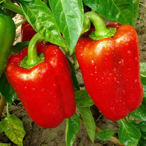Pack_Of_8_Capsicum_Red_