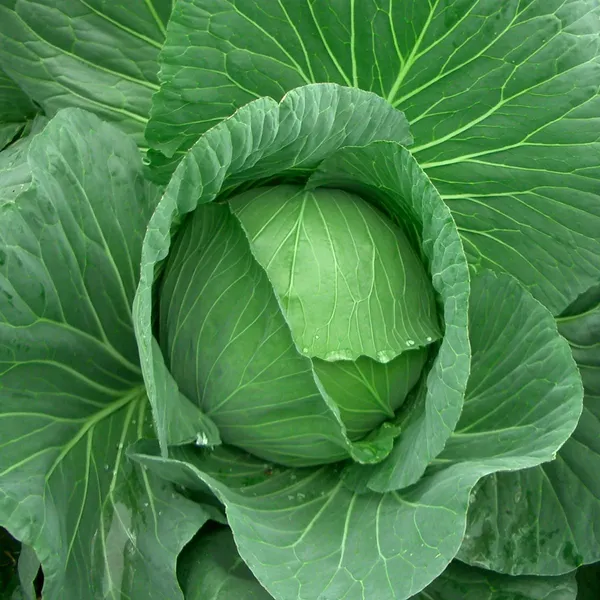 Pack_Of_7_Cabbage_Golden_Acre__Seeds