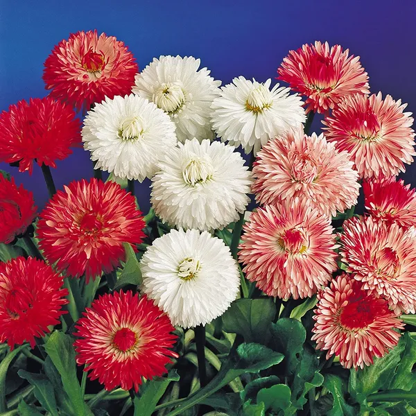 Bellis_Monstrosa_Double_Mix_Daisy_Flower_Seeds_-_Pack_Of_4